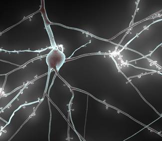 Las neuronas de Dios